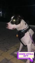Lost Female Dog last seen Brantford Ontario, Hamilton, ON L8L 3H9