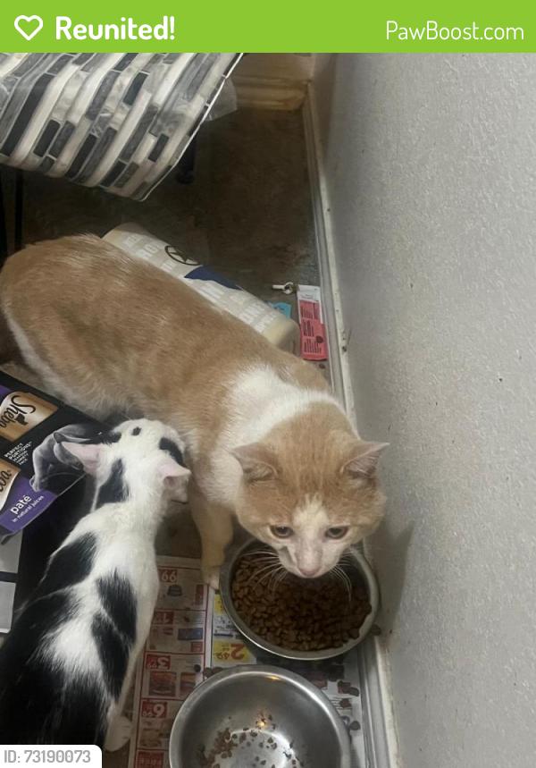 Reunited Male Cat last seen Berrenda drive, tundanca, canchim,, Fort Worth, TX 76131