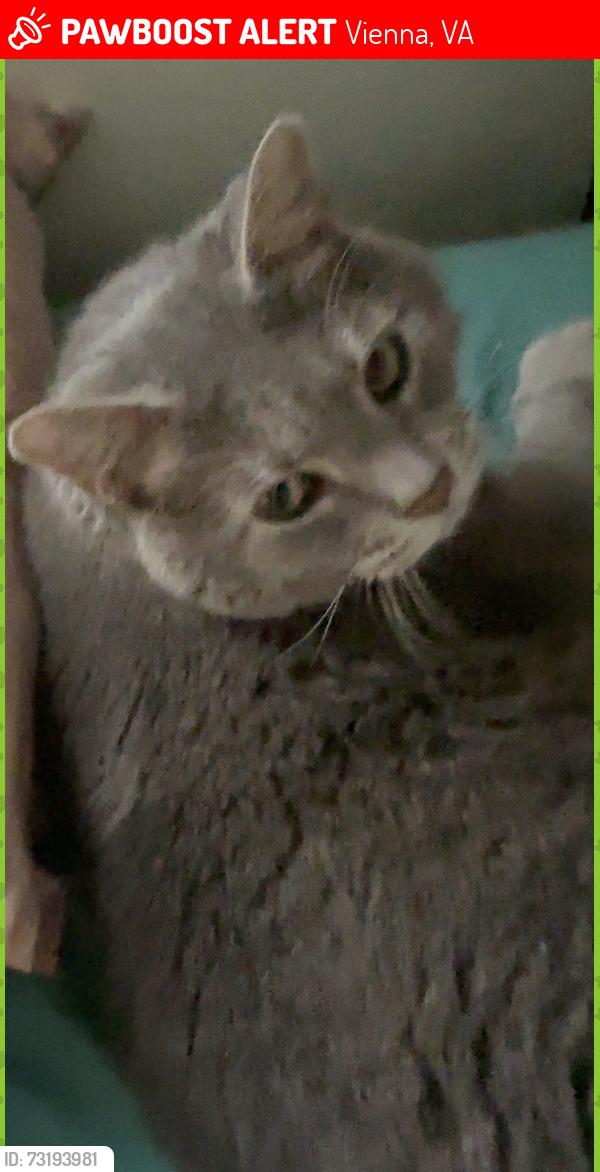 Lost Male Cat last seen Trap rd, Vienna, VA 22182