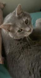 Lost Male Cat last seen Trap rd, Vienna, VA 22182
