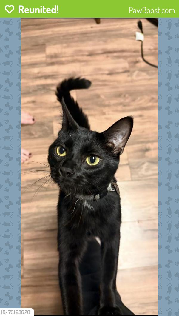 Reunited Male Cat last seen Near Fry Rd, Middleburg Heights, OH 44130, USA, Middleburg Heights, OH 44130