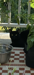Found/Stray Unknown Cat last seen victor doré school, Montréal, QC H2E 1X7