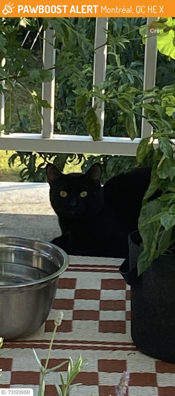 Found/Stray Unknown Cat last seen victor doré school, Montréal, QC H2E 1X7