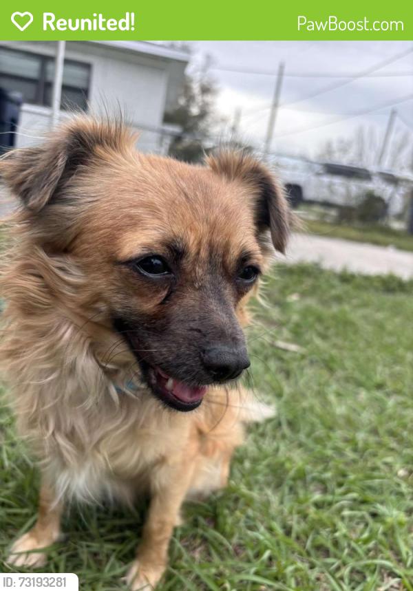 Reunited Male Dog last seen Near N Armenia ave, Tampa, FL 33607