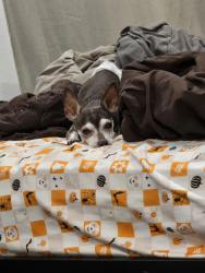 Reunited Male Dog last seen Oqendo and Trail Roundup, Las Vegas Valley, NV 89118