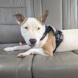 Shelter Stray Female Dog last seen , 328 Furman Hall Rd, Greenville, SC 29609, USA