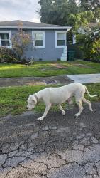 Reunited Female Dog last seen NE 110th st and 4th Ave., Miami-Dade County, FL 33161