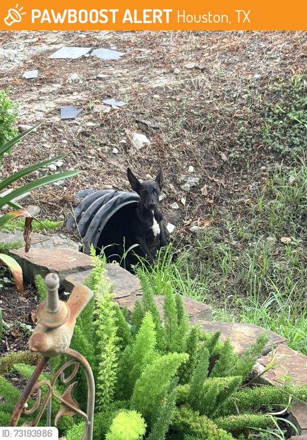 Found/Stray Male Dog last seen Golden seafood on airline, Houston, TX 77076