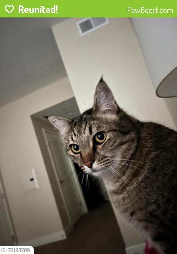 Reunited Male Cat last seen Near linda vista, San Diego, CA 92110