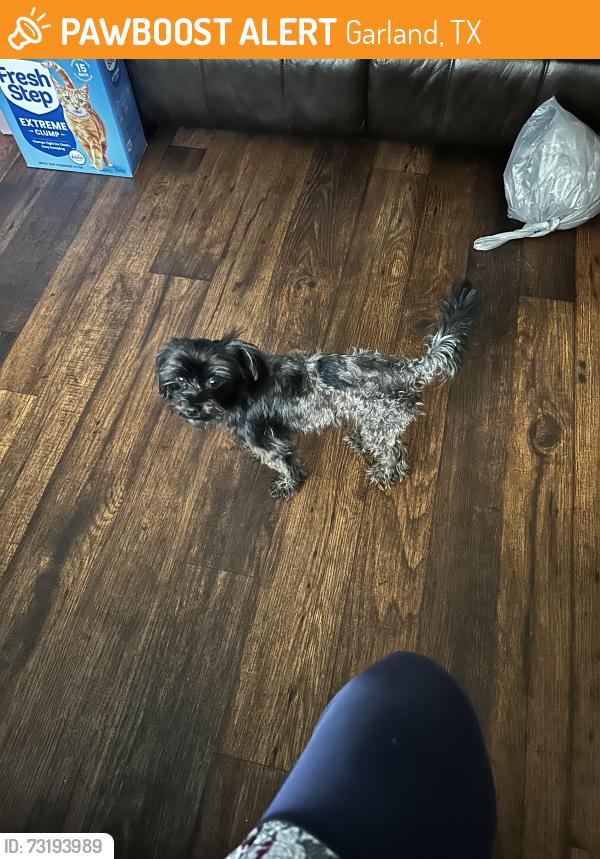 Found/Stray Male Dog last seen Garland High School, Garland, TX 75042