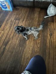 Found/Stray Male Dog last seen Garland High School, Garland, TX 75042