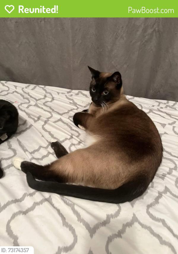 Reunited Male Cat last seen WAHINGTON/WATT STREET, Winnipeg, MB 