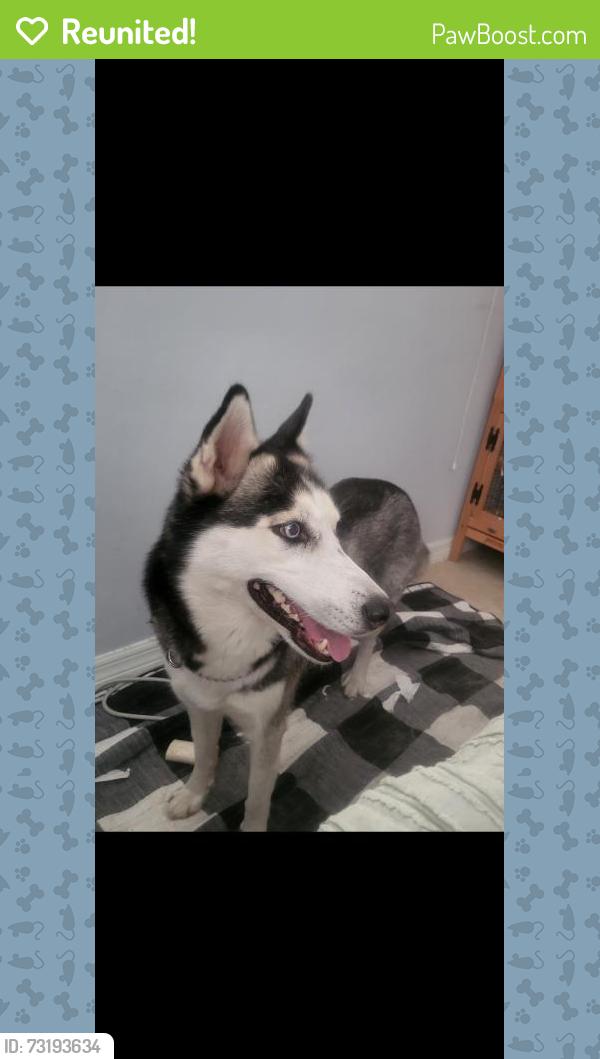 Reunited Female Dog last seen Near police departmen, Cape Coral, FL 33990