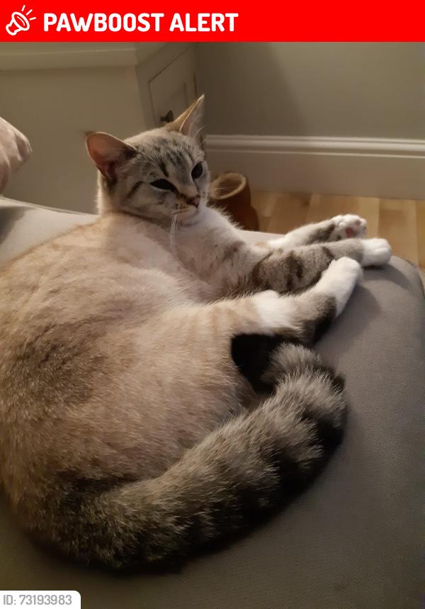 Lost Female Cat last seen Hulme Hall Road, Cheadle Hulme, England 