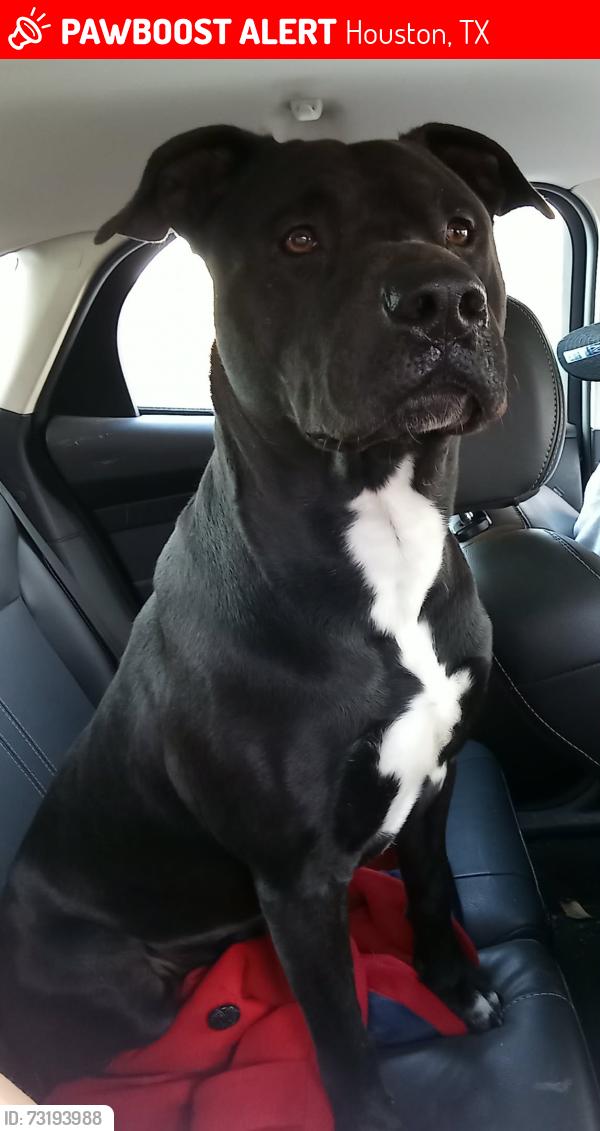 Lost Male Dog last seen In the yorkglen neighborhood or surrounding area, Houston, TX 77084