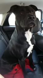 Lost Male Dog last seen In the yorkglen neighborhood or surrounding area, Houston, TX 77084