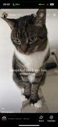 Reunited Male Cat last seen Brigham Circle, Honeoye Falls, NY 14472