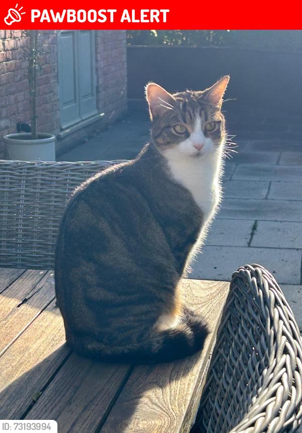 Lost Male Cat last seen Dumbrell drive paddock wood, Kent, England TN12 6FH