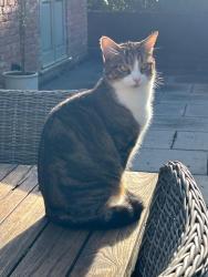 Lost Male Cat last seen Dumbrell drive paddock wood, Kent, England TN12 6FH