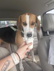 Reunited Female Dog last seen By The Burlington School, Burlington, NC 27215