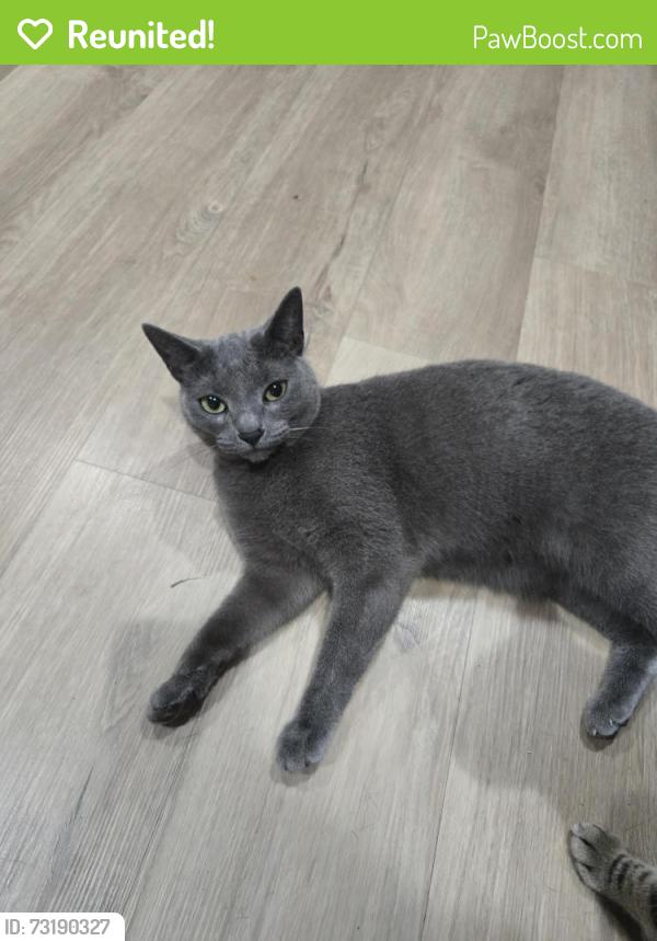 Reunited Female Cat last seen Batestown St / Cameron St, Dumfries, VA 22026