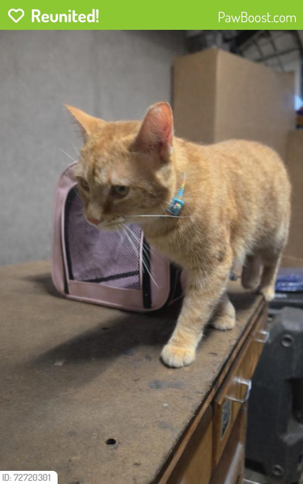 Reunited Male Cat last seen Van Buren st, Dumfries, VA 22026