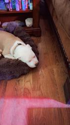 Lost Female Dog last seen Bailey pleasent valley, Aragon, GA 30104