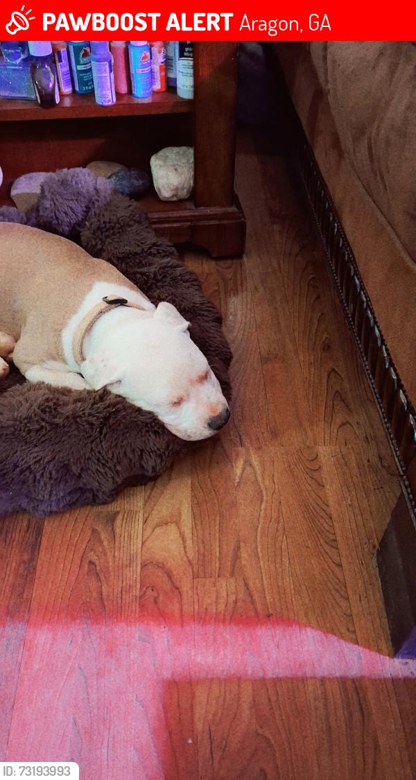 Lost Female Dog last seen Bailey pleasent valley, Aragon, GA 30104
