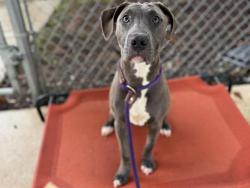 Shelter Stray Male Dog last seen CHARLOTTE, 8315 Byrum Dr, Charlotte, NC 28217, USA