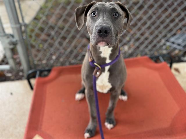 Shelter Stray Male Dog last seen CHARLOTTE, 8315 Byrum Dr, Charlotte, NC 28217, USA