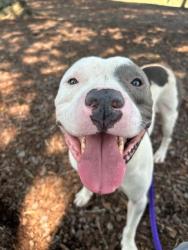 Shelter Stray Male Dog last seen CHARLOTTE, 8315 Byrum Dr, Charlotte, NC 28217, USA