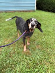 Shelter Stray Female Dog last seen CHARLOTTE, 8315 Byrum Dr, Charlotte, NC 28217, USA