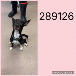 Shelter Stray Female Dog last seen KNIGHTSBRIDGE RD, 4214 Fulton Mill Rd, Macon, GA 31216, USA