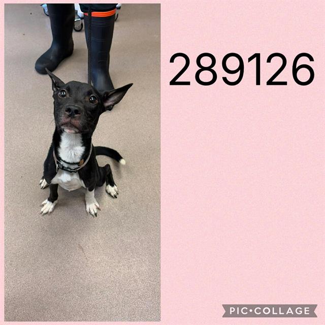 Shelter Stray Female Dog last seen KNIGHTSBRIDGE RD, 4214 Fulton Mill Rd, Macon, GA 31216, USA