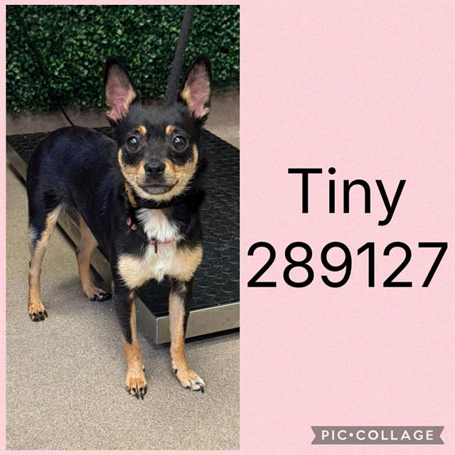 Shelter Stray Female Dog last seen KNIGHTSBRIDGE RD, 4214 Fulton Mill Rd, Macon, GA 31216, USA