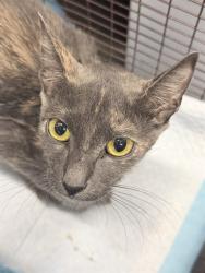 Shelter Stray Female Cat last seen NORTHERN AVE, LEESBURG, 12280 County Rd 448, Tavares, FL 32778, USA