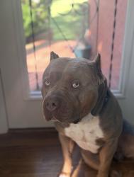 Reunited Male Dog last seen Startbucks Broad Street, Statesville, NC 28677