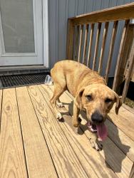 Found/Stray Male Dog last seen Emory Road, Powell, TN 37849