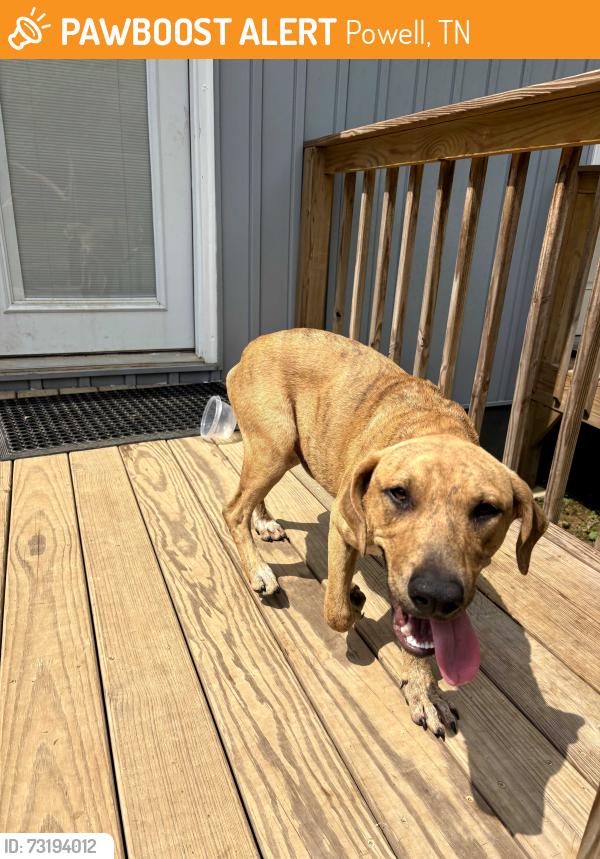 Found/Stray Male Dog last seen Emory Road, Powell, TN 37849