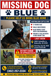 Lost Male Dog last seen Nokesville VA, Nokesville, VA 20181