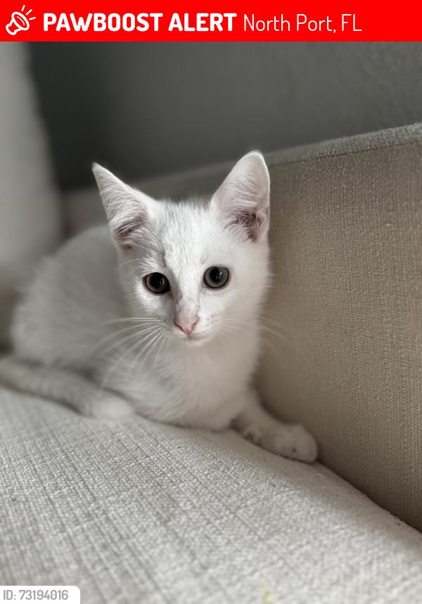 Lost Female Cat last seen Billingham ln and San mateo, North Port, FL 34288