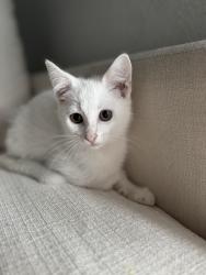 Lost Female Cat last seen Billingham ln and San mateo, North Port, FL 34288