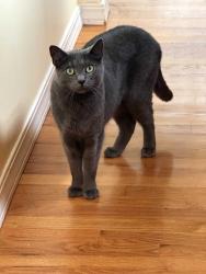 Lost Male Cat last seen East Riverside Dr near downtown, Bothell, WA 98011