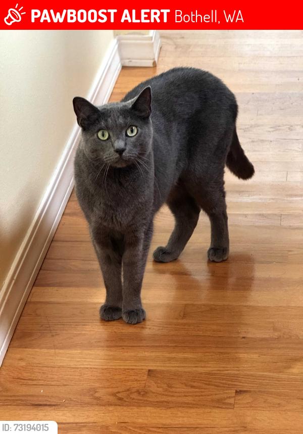 Lost Male Cat last seen East Riverside Dr near downtown, Bothell, WA 98011