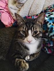 Found/Stray Female Cat last seen MacArthur, Shawnee, OK 74804