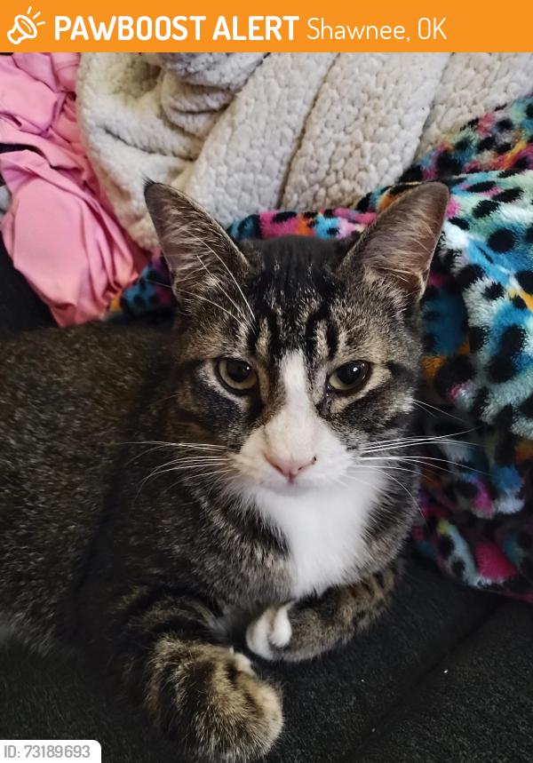 Found/Stray Female Cat last seen MacArthur, Shawnee, OK 74804