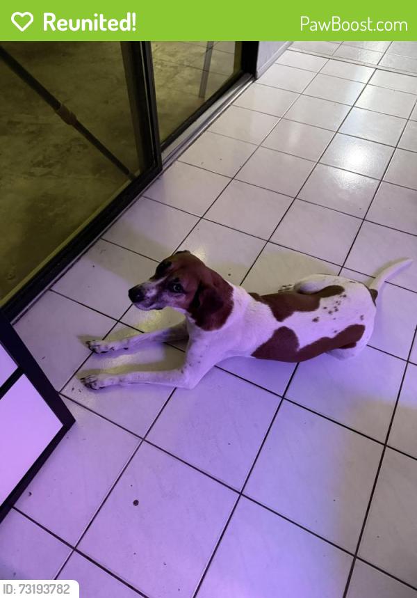 Reunited Male Dog last seen NW 44th St & 113th Terrace, Coral Springs, FL 33067