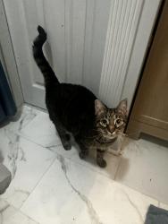 Reunited Unknown Cat last seen Followed home from Kensington & Cleveland, Richmond, VA 23221