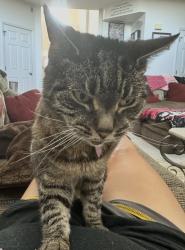 Lost Female Cat last seen Jordon and Lincoln, Parker, CO 80134