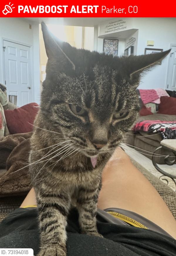 Lost Female Cat last seen Jordon and Lincoln, Parker, CO 80134